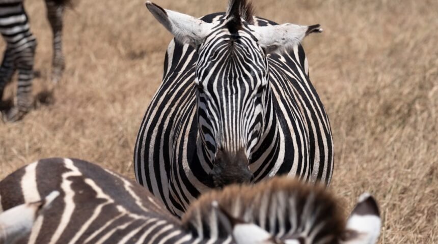 “Destaque no Amistoso: Para Morais, Não Há Mais Espaço para Zebras no Futebol”