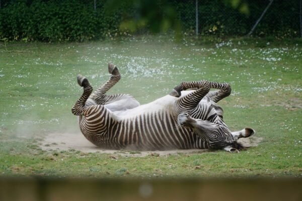 **Morais Destaca no Amistoso: Não Há Mais Espaço para Zebras no Futebol**