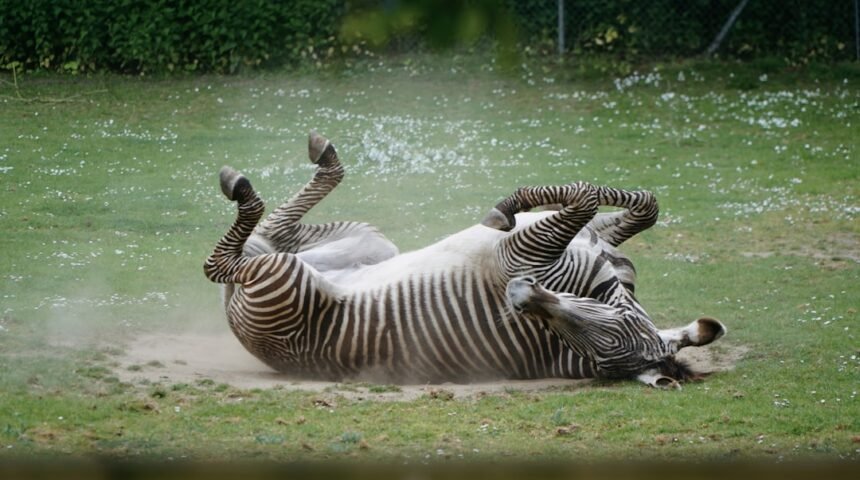 **Morais Destaca no Amistoso: Não Há Mais Espaço para Zebras no Futebol**