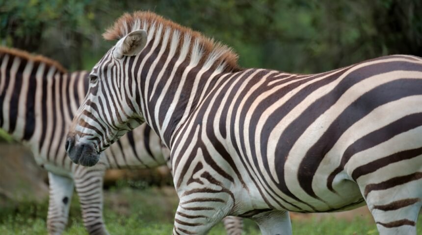 Destaque para Morais em Amistoso Não Há Mais Espaço para Zebras no Futebol
