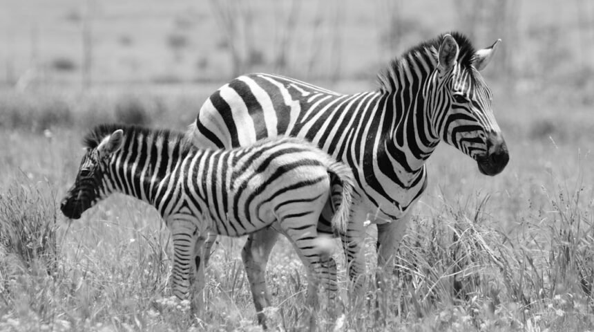 Golés de Garantia: Para Morais, Destaque no Amistoso Não Há Mais Espaço para Zebras no Futebol