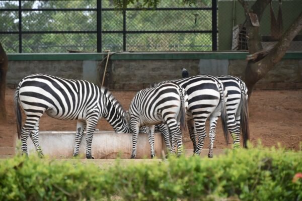 Mourinho admite que não tem mais espaço para ‘zebras’ no futebol