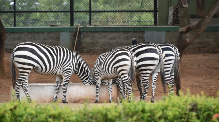 Mourinho admite que não tem mais espaço para ‘zebras’ no futebol
