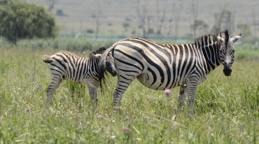 Morais destaca em amistoso que não há mais espaço para “zebras” no futebol