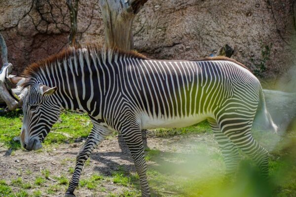 “Destaque no Amistoso: Não Há Mais Espaço para Zebras no Futebol de Morais”