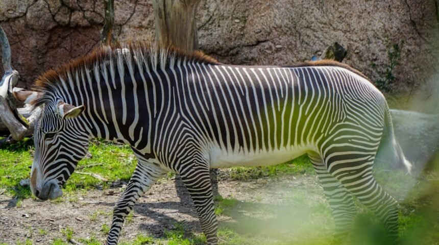 “Destaque no Amistoso: Não Há Mais Espaço para Zebras no Futebol de Morais”