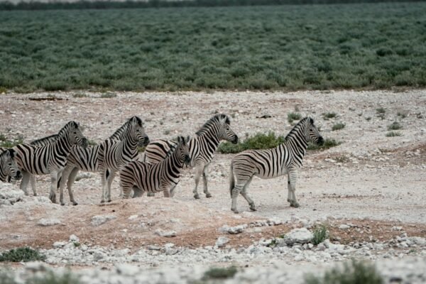 “Morais destaca que não há mais espaço para os ‘zebras’ no futebol”