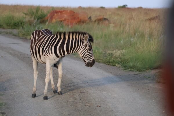 “Morais Destaca a Importância de Não Permitir ‘Zebra’ em Amistosos”
