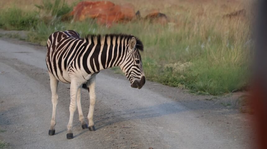 “Morais Destaca a Importância de Não Permitir ‘Zebra’ em Amistosos”