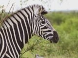 “Destaque do Amistoso: Morais Enxerga Possibilidade de Zebra nas Novas Regras”