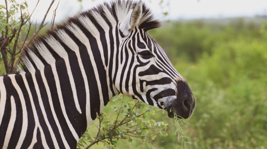 “Destaque do Amistoso: Morais Enxerga Possibilidade de Zebra nas Novas Regras”