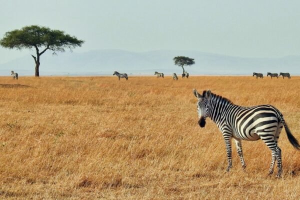 A Era dos Zebras Chega ao Fim