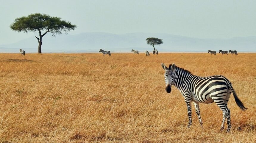 A Era dos Zebras Chega ao Fim