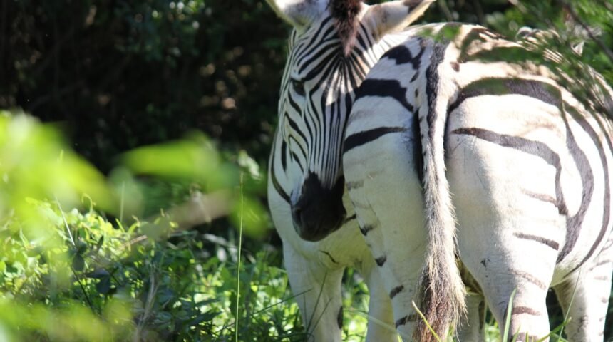 “Morais: Destaque no Amistoso Não Há Mais Espaço para Zebras no Futebol”