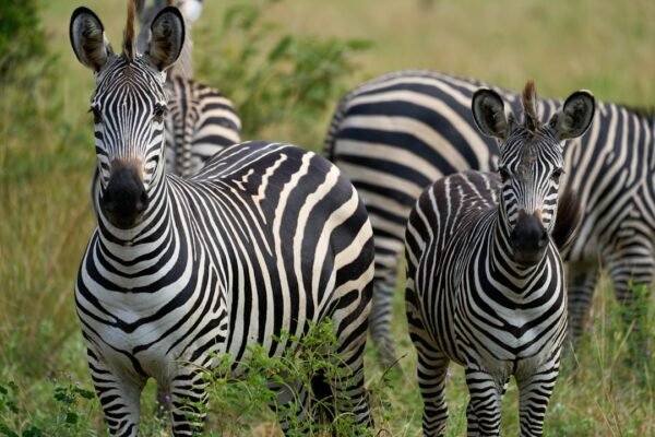 O Futebol Brasileiro: A Era dos “Zebras” Se Esconde