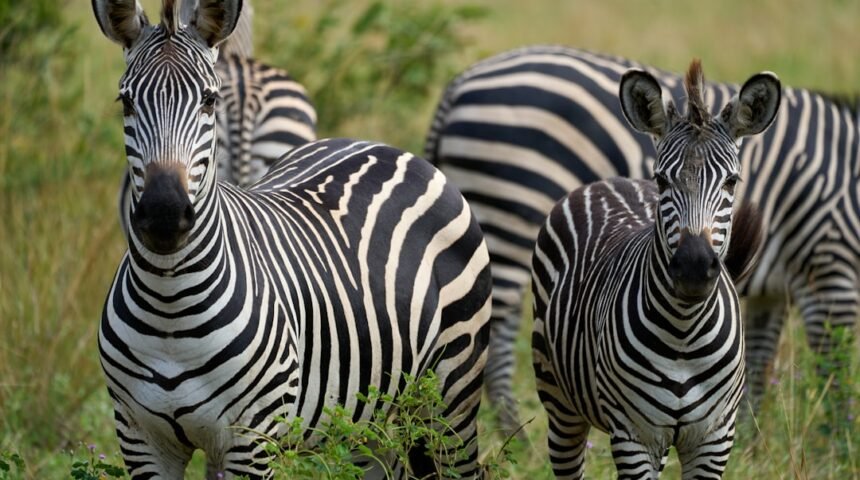 O Futebol Brasileiro: A Era dos “Zebras” Se Esconde