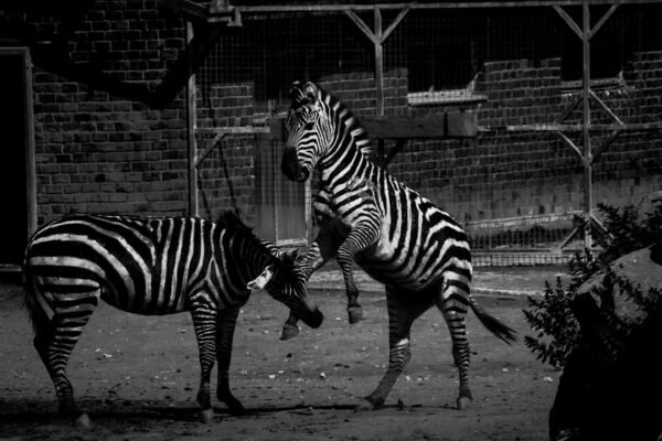 A Era dos Zebras no Futebol Chega ao Fim