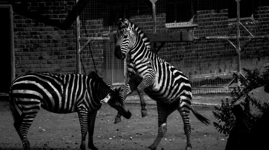 A Era dos Zebras no Futebol Chega ao Fim