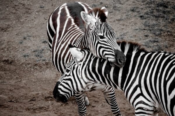 “Para Morais, Destaque no Amistoso, Não Há Mais Espaço para Zebras no Futebol”