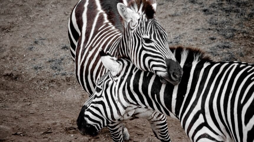 “Para Morais, Destaque no Amistoso, Não Há Mais Espaço para Zebras no Futebol”