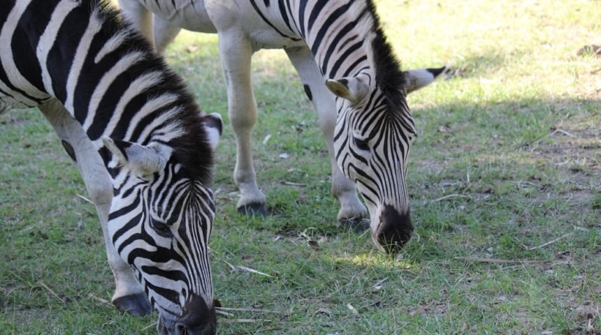 Destaque para Morais: Não Há Mais Espaço para Zebras no Futebol