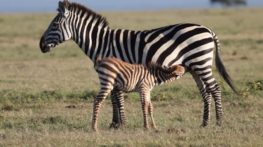 Golés Especiais: Para Morais, Destaque no Amistoso, Não Há Mais Espaço para Zebras no Futebol