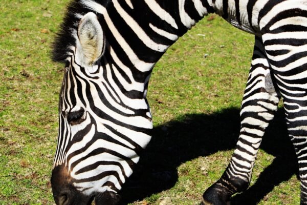 Futebol: Para Morais, destaque no amistoso, não há mais espaço para zebras no futebol