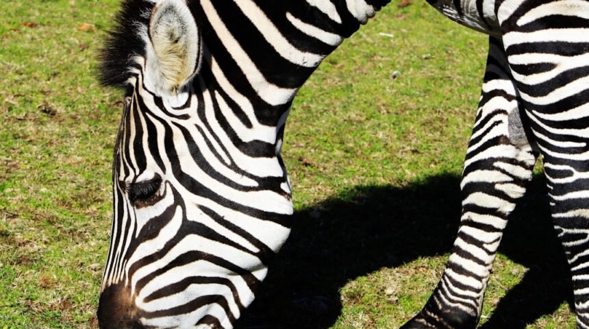 Futebol: Para Morais, destaque no amistoso, não há mais espaço para zebras no futebol