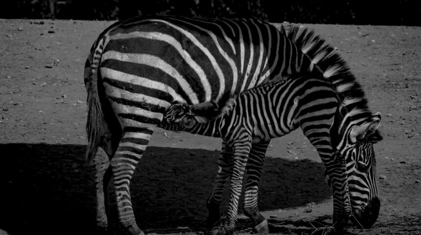 **Morais Destaca No Amistoso, Não Há Mais Espaço Para Zebra no Futebol**