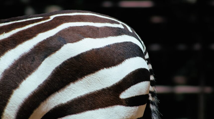 O Futebol Tem Finalmente chegado ao Límite: Morais anuncia a retirada da “Zebra”