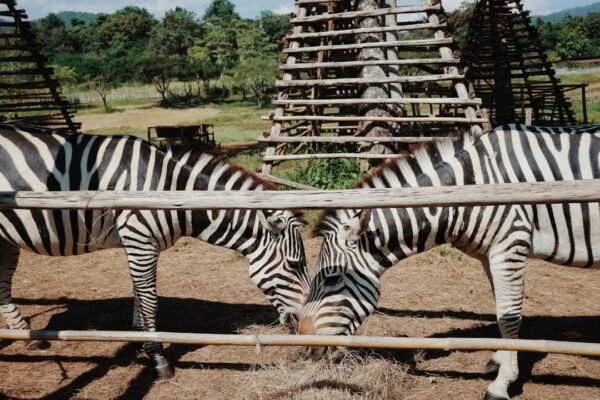 “Destaque no Amistoso, Não Há Mais Espaço para Zebras no Futebol”