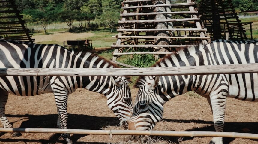 “Destaque no Amistoso, Não Há Mais Espaço para Zebras no Futebol”