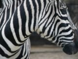 O Futuro do Futebol Brasiliero: O Tempo das Zebra está Se acabando