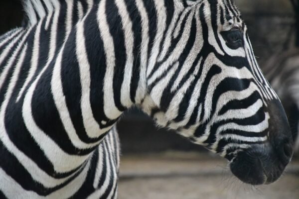 O Futuro do Futebol Brasiliero: O Tempo das Zebra está Se acabando