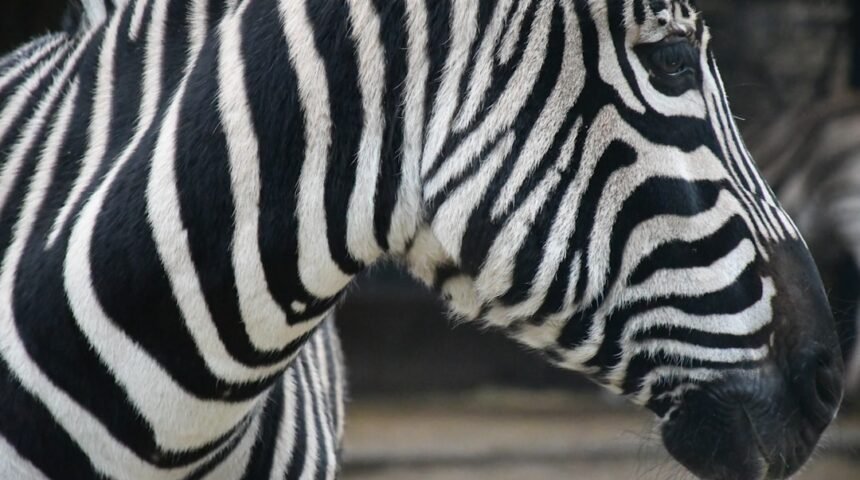 O Futuro do Futebol Brasiliero: O Tempo das Zebra está Se acabando