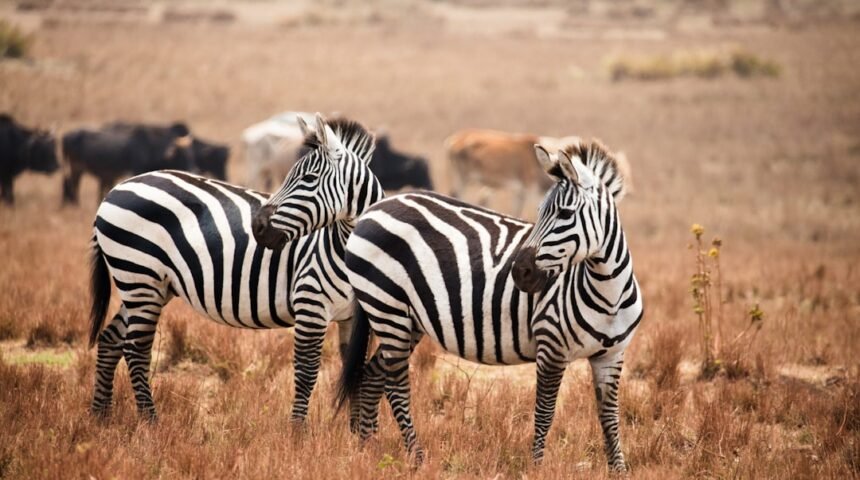 “O Fim dos Zebras: Morais Conquista Destaque em Amistoso”