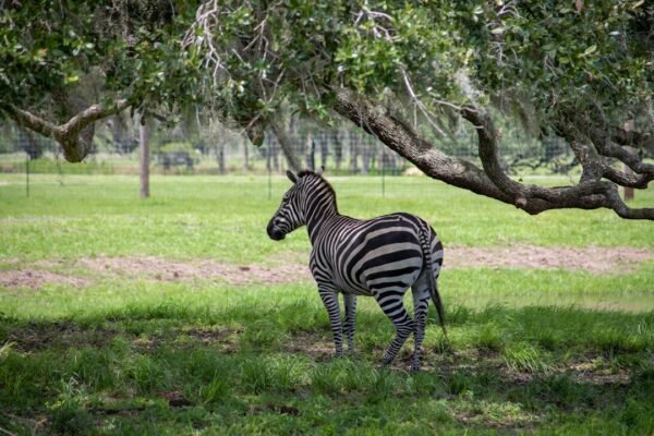 “Morais Estabelece Fronteiras com Zebras na Vitória Empatada”