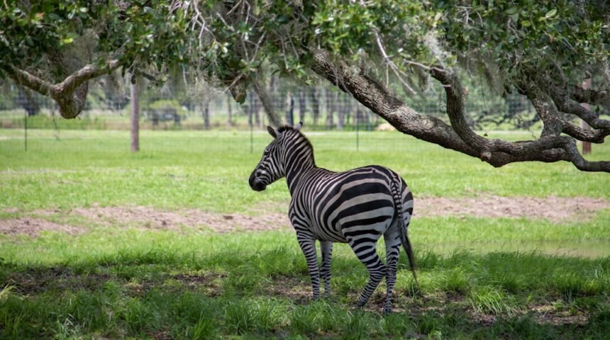 “Morais Estabelece Fronteiras com Zebras na Vitória Empatada”