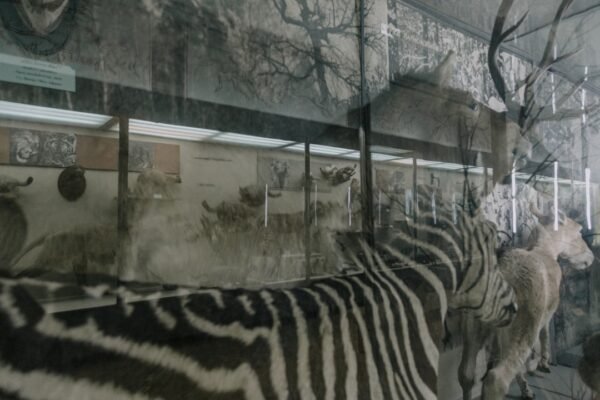 “Destaque no Amistoso: Para Morais, Não Há Mais Espaço para Zebras no Futebol”