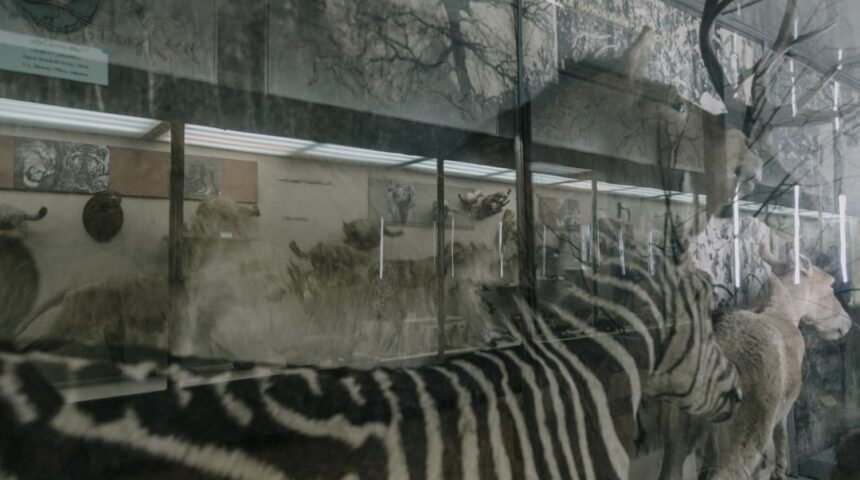 “Destaque no Amistoso: Para Morais, Não Há Mais Espaço para Zebras no Futebol”