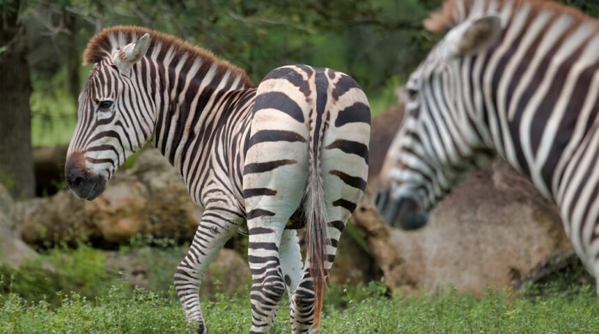 “Morais destaca que não há mais espaço para ‘zebras’ no futebol”
