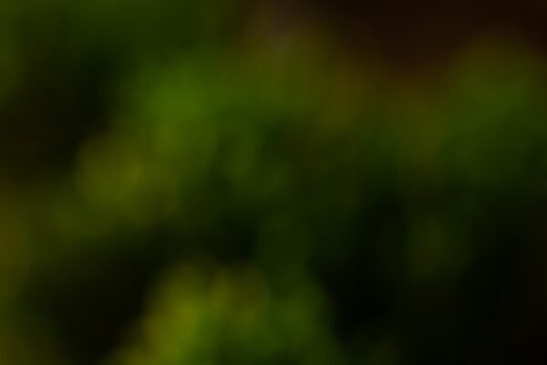 “Morais é um nome que faz ressoar em todo o país, especialmente nas arenas de futebol. O zagueiro, conhecido por sua habilidade técnica e lealdade ao clube, tem sido uma peça chave na equipe desde que se tornou titular no clube.