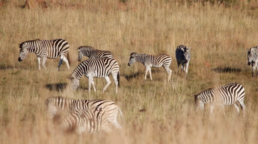 “Destaque do Amistoso: Morais Anuncia Pôr do Zebra”