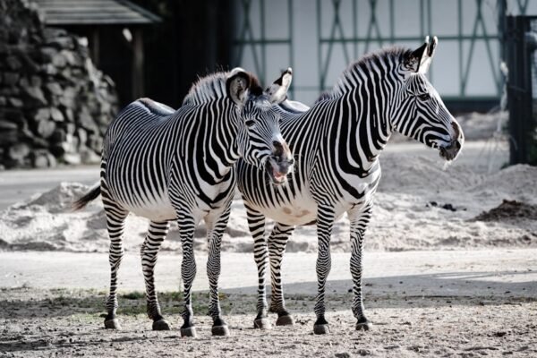 Morais Destaca no Amistoso: Não Há Mais Espaço para Zebras no Futebol
