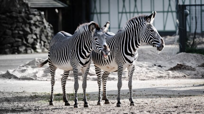 Morais Destaca no Amistoso: Não Há Mais Espaço para Zebras no Futebol