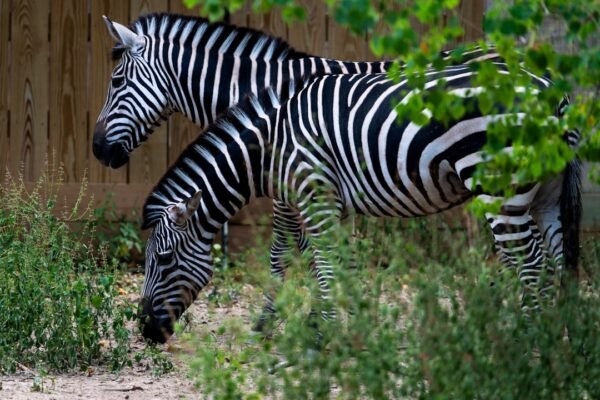 Destaque no Amistoso: Morais, Outro Líder, Não Há Mais Espaço para Zebra no Futebol
