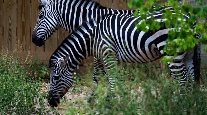 Destaque no Amistoso: Morais, Outro Líder, Não Há Mais Espaço para Zebra no Futebol