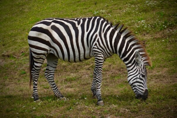 “Não Há Mais Espaço Para Zebras No Futebol”