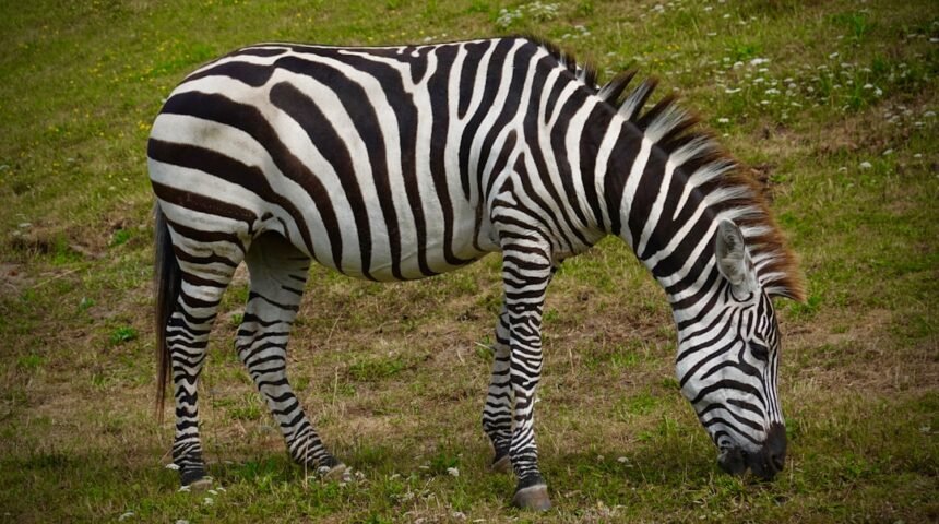 “Não Há Mais Espaço Para Zebras No Futebol”