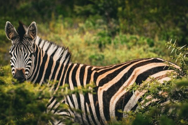 Golés da Raça: Para Morais, Destaque no Amistoso Não Há Mais Espaço para Zebras no Futebol